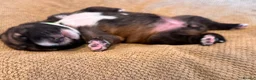 Mixed Breed dogs for sale: Very Rare Tibetan Saint Puppies 2nd Gen - Advert 32