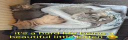 Ragcoon cats for sale: Ragdoll X Maine coon (ragcoon) in Dundee - Advert 9