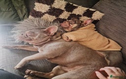 French Bulldog dogs for sale: Beautiful Bronny seeking a dog free home  - Image 5