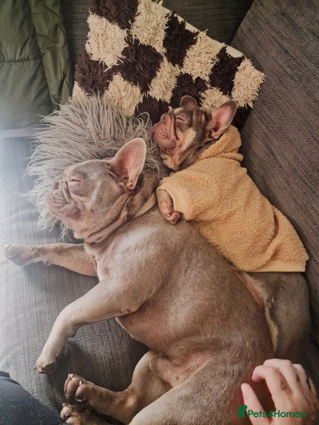 French Bulldog dogs for sale: Beautiful Bronny seeking a dog free home  - Image 5