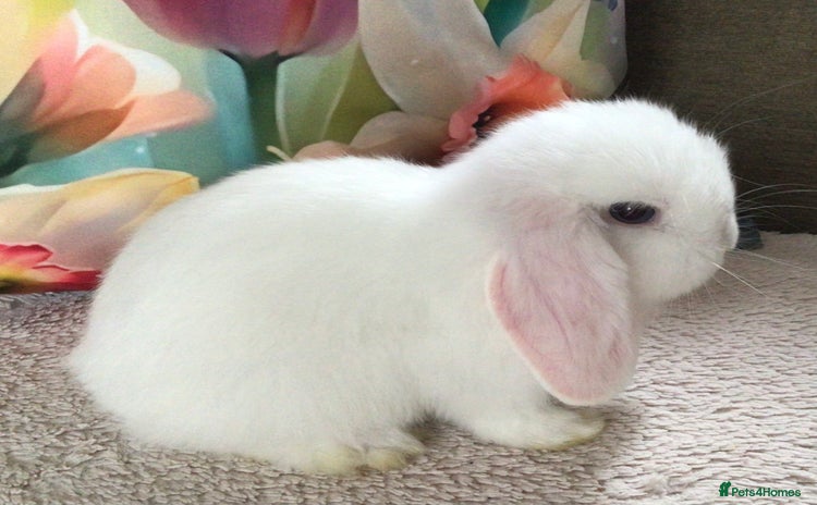 Mini Lop rabbits - Advert 3