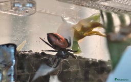 Spiders invertebrates for sale: 3 x female young adult jumping  spiders phidippus - Image 12