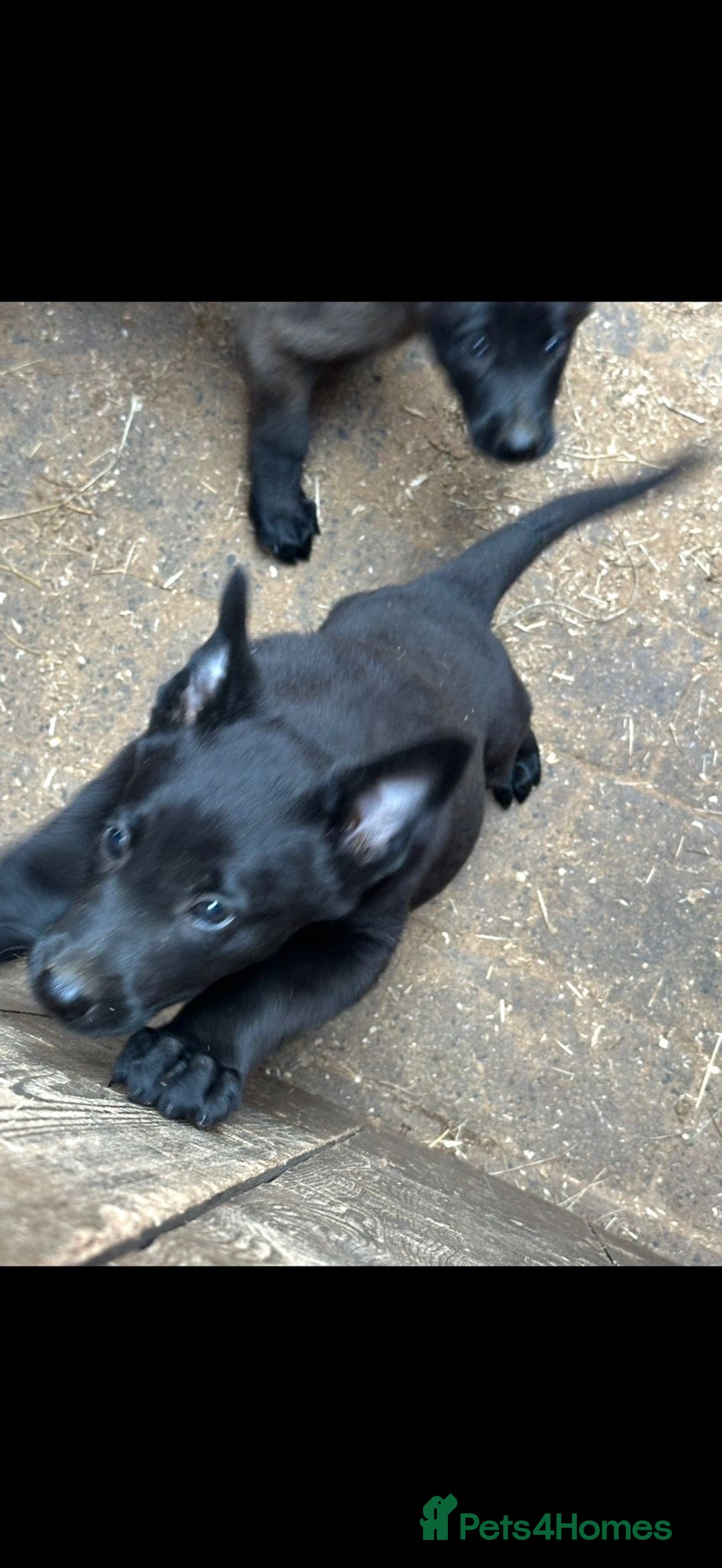 Belgian Shepherd Dog dogs for sale: beglan malimoiuse - Image 3