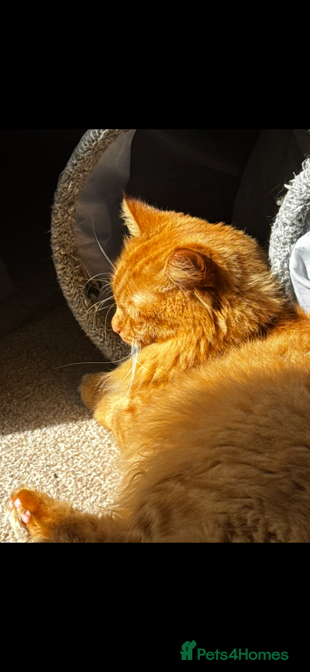 British Longhair cats for sale: Luca - domestic long hair - Image 4