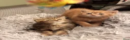 Scottish Fold cats for sale: One boy and 3 girls Scottish fold and straight  - Advert 10