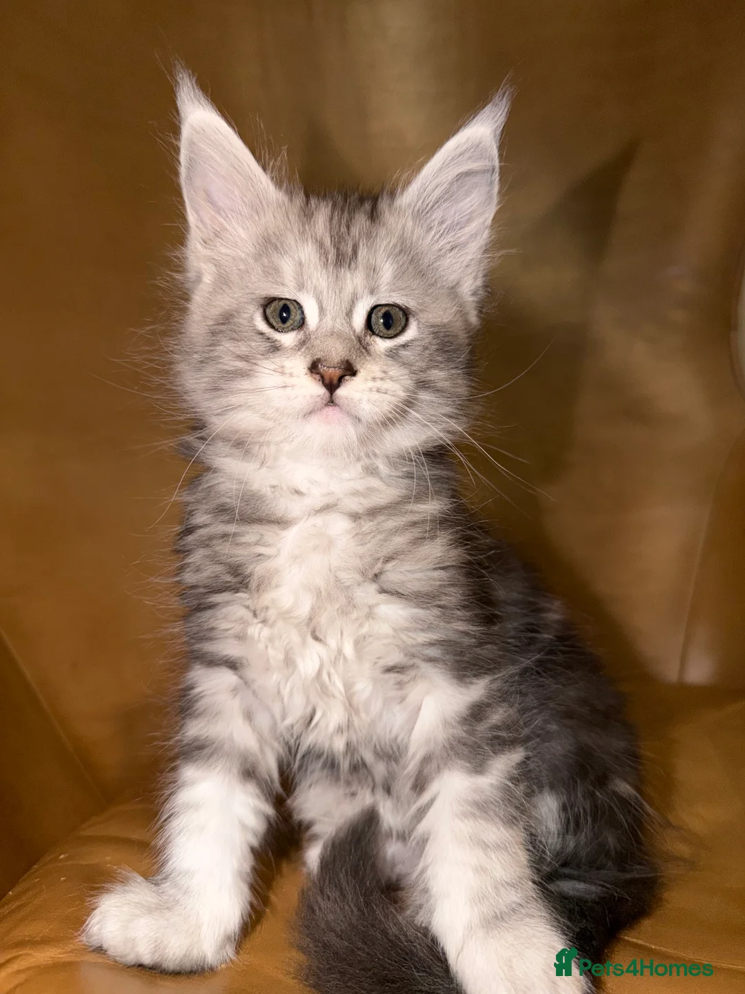 Maine Coon cats for sale: Pedigree Maine Coon Kittens, TICA Registered 🏆 - Advert 2