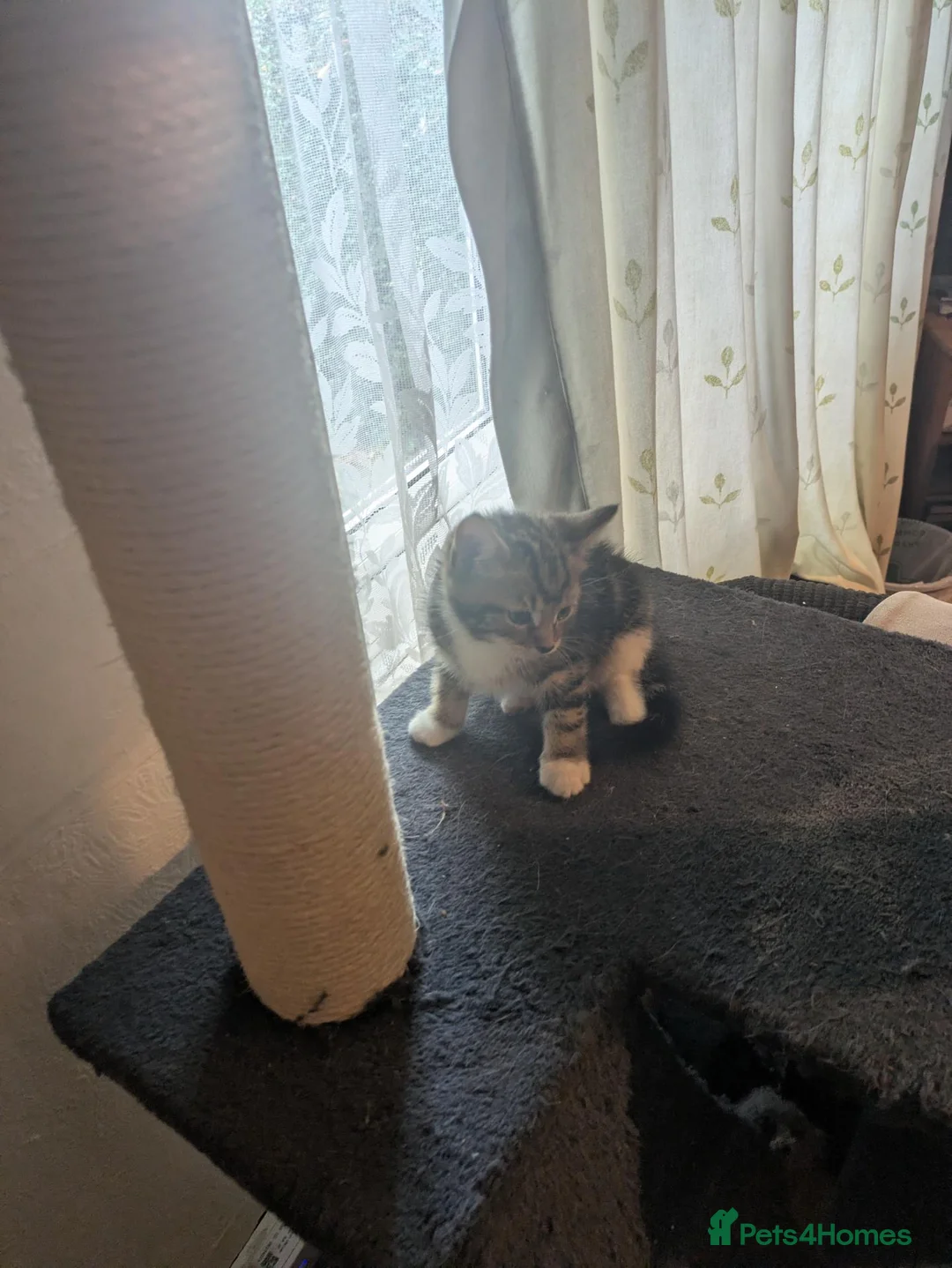 Mixed Breed cats for sale: Male kitten needing a home - Advert 2