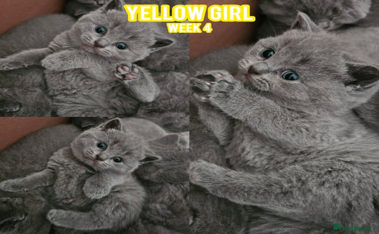 British Shorthair cats Blue British Shorthairs - Ready for 21/12/25 - Advert 8