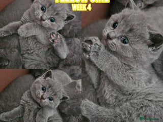 British Shorthair cats Blue British Shorthairs - Ready for 21/12/25 - Advert 13