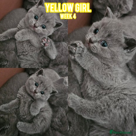 British Shorthair cats Blue British Shorthairs - Ready for 21/12/25 - Advert 8