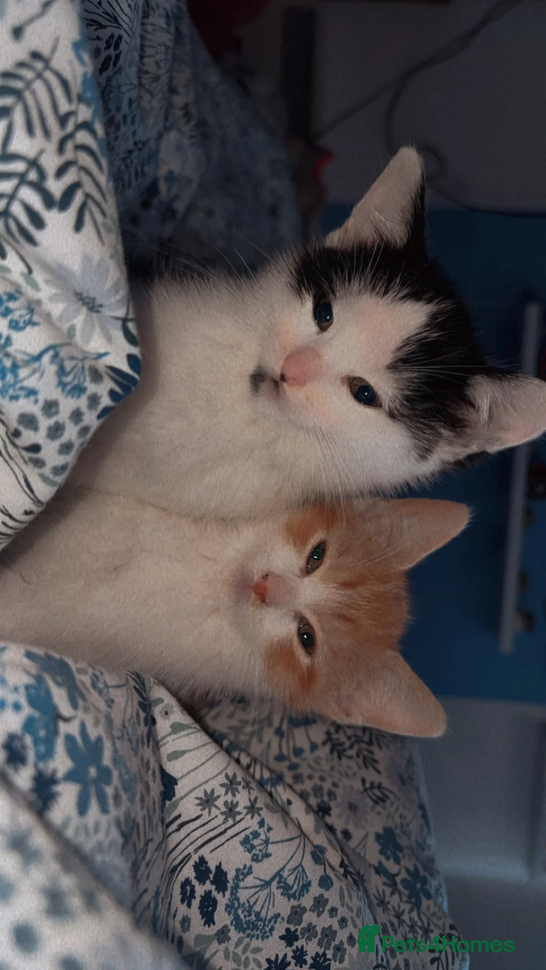 Mixed Breed cats for sale: Ninja & Nala  - Advert 2