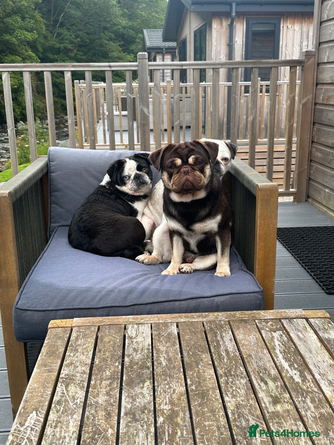 Pug dogs for sale: KC REGISTERED FEMALE PANDA PUG FOR SALE - Advert 2