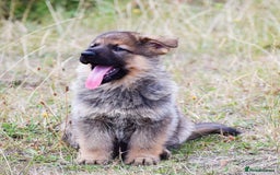 German Shepherd dogs for sale: Adorable big German Shepherd pups - Image 11