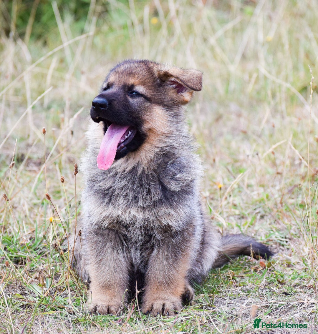German Shepherd dogs for sale: Adorable big German Shepherd pups - Image 11