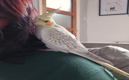 Cockatiels birds for sale: Sociable young Pearl Cockateil - Image 4