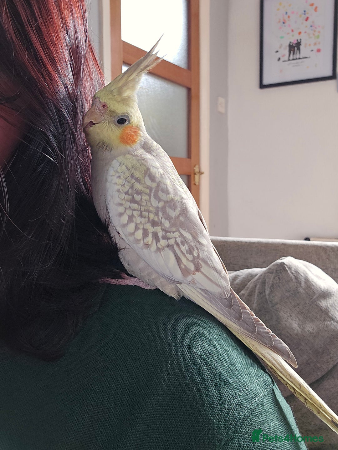 Cockatiels birds for sale: Sociable young Pearl Cockateil - Image 4
