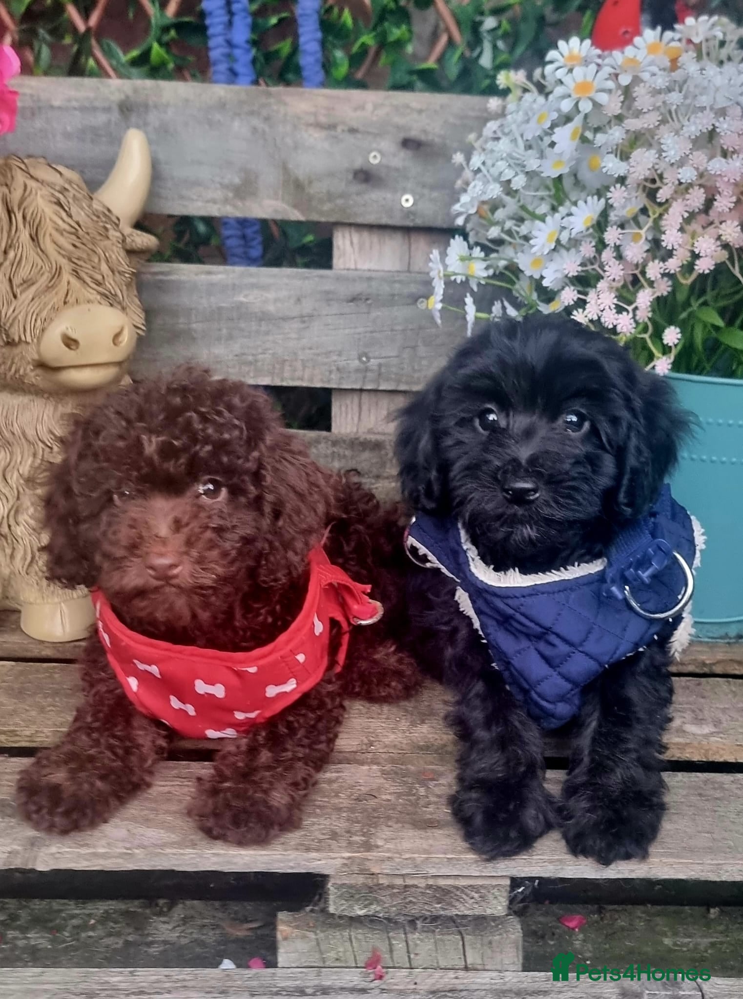 Cockapoo dogs Adorable flb cockapoo puppies  - Advert 1
