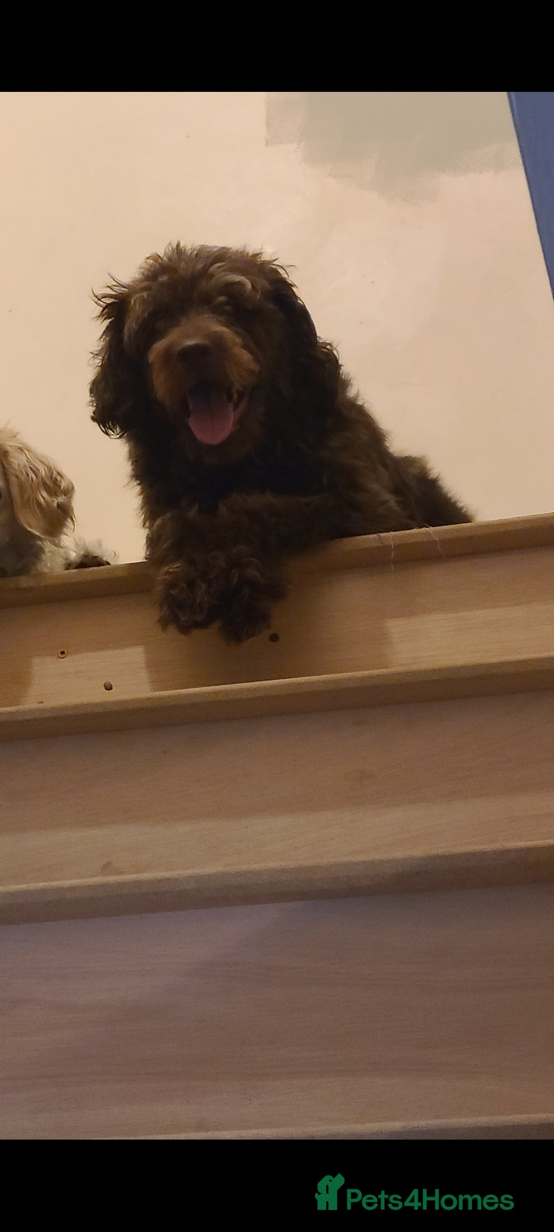 Labradoodle dogs Labradoodle needing adult home - Advert 1
