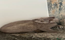 British Shorthair cats for sale: LAST ONE Teddy Bristish Short kittens - Image 11