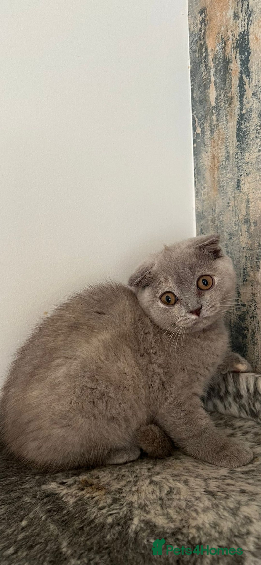 British Shorthair cats for sale: LAST ONE Teddy Bristish Short kittens - Image 11