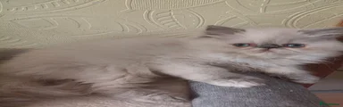 Persian 6