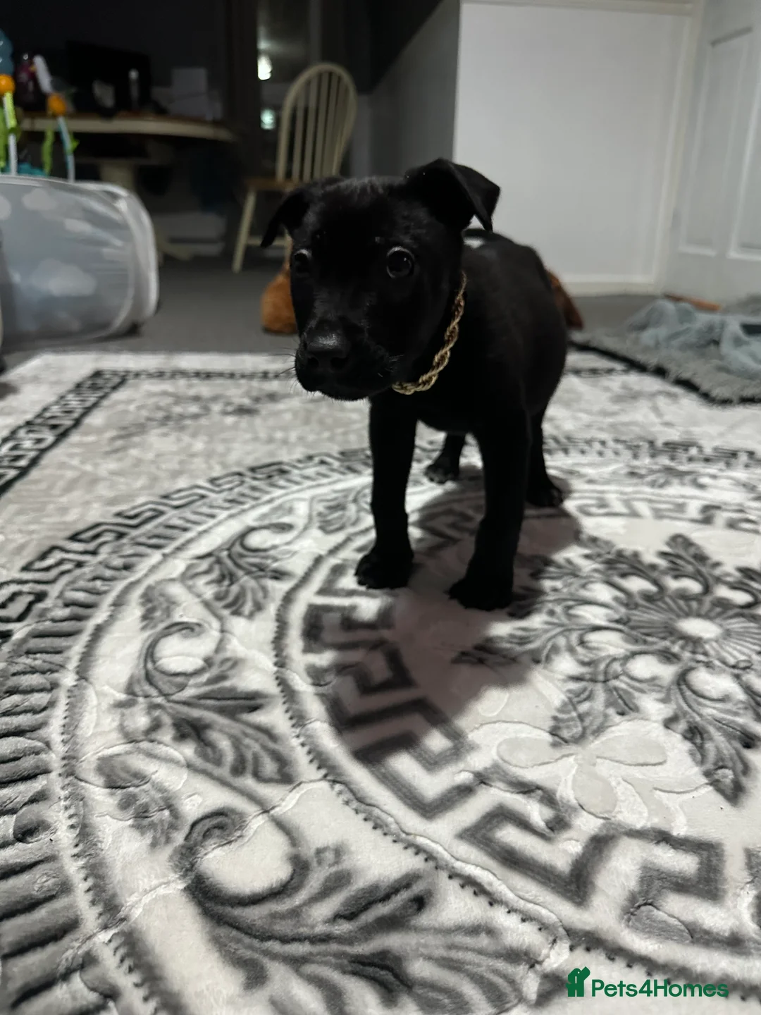 Mixed Breed dogs for sale: Belgian Malinois X pressa canerio  🔥🔥🔥🔥🔥🔥🔥 in Washington - Advert 1