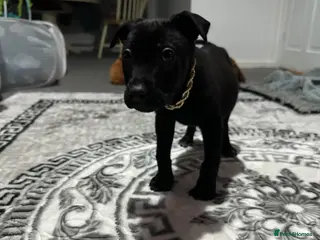 Mixed Breed dogs Belgian Malinois X pressa canerio 🔥🔥🔥🔥🔥🔥🔥 in Washington - Advert 1