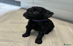Mixed Breed dogs for sale: Stunning miniature poodle puppies  - Image 4
