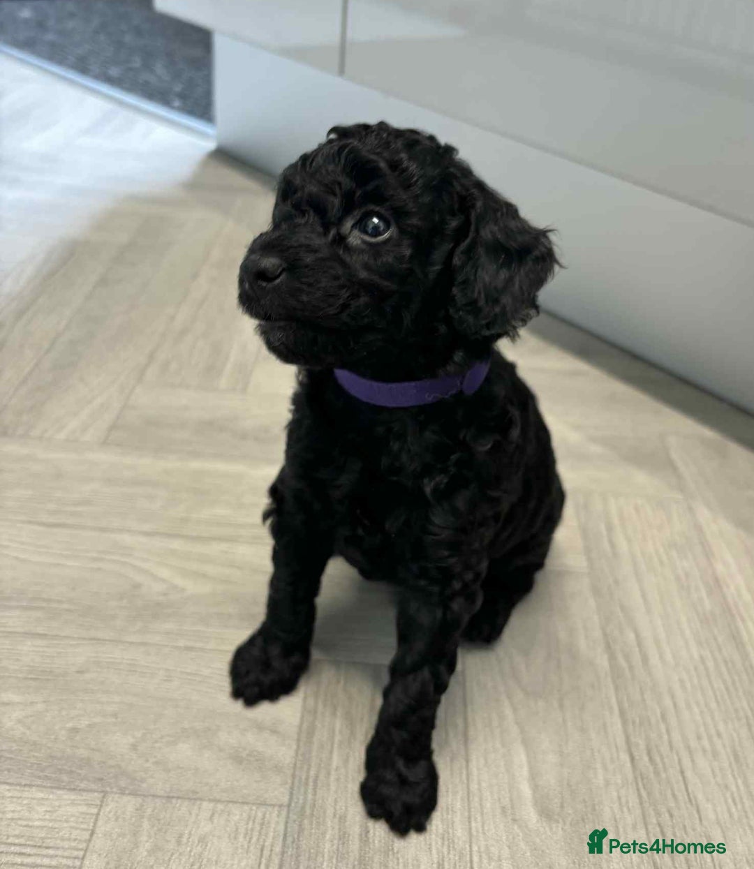 Mixed Breed dogs for sale: Stunning miniature poodle puppies  - Image 4