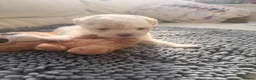 Bichon Frise dogs for sale: Beautiful Bichon Frise Puppies in Luton - Advert 10