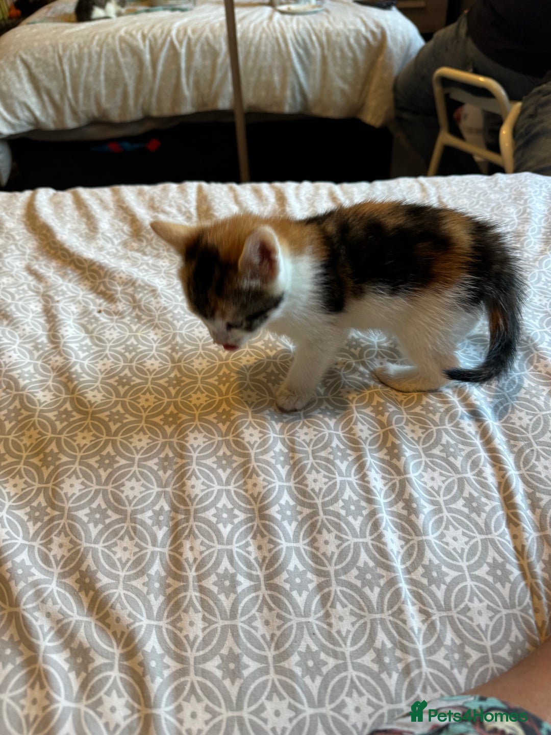 British Shorthair cats for sale: Kittens for sale  - Image 11