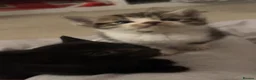 Domestic Shorthair cats for sale: Beautiful kittens in Northampton - Advert 7