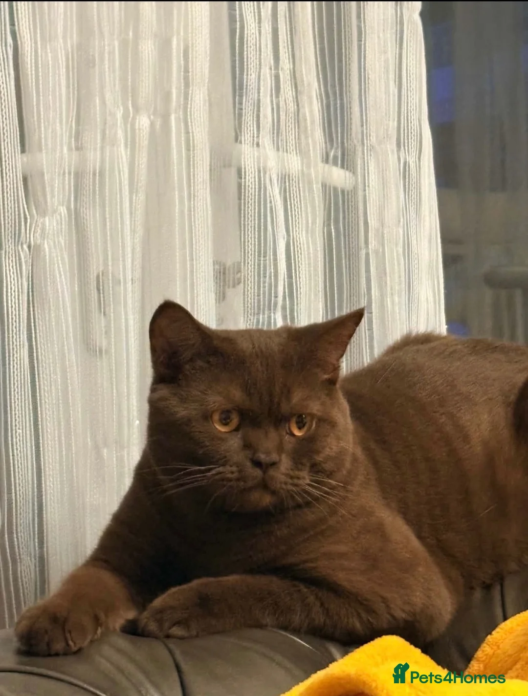 British Shorthair cats for stud: Chocolate brown British short hair male for stud  - Advert 1