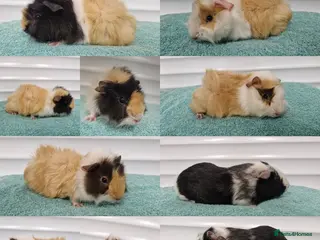 Guinea Pig rodents Baby guinea pigs - boys & girls available - Advert 6
