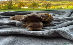 Cocker Spaniel dogs for sale: ✨ Cuddles Await from our Cocker Spaniel Pups  - Image 13