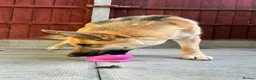 Saarloos Wolfdog dogs for sale: Stunning Low Content Wolfdog  - Advert 7