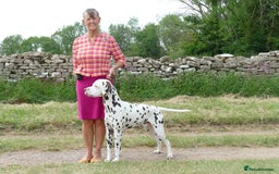 Dalmatian dogs for sale: Tamilanda Dalmatian's  - Image 5