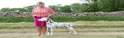 Dalmatian dogs for sale: Tamilanda Dalmatian's  - Advert 7