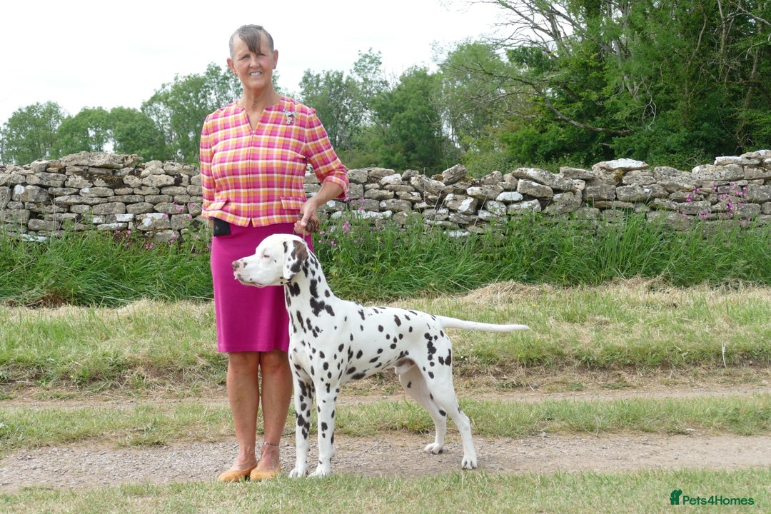 Dalmatian dogs for sale: Tamilanda Dalmatian's  - Image 5