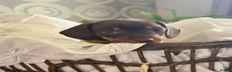 Miniature Dachshund dogs for sale: Chocolate & Tan Miniature Dachshund Puppies  - Advert 4