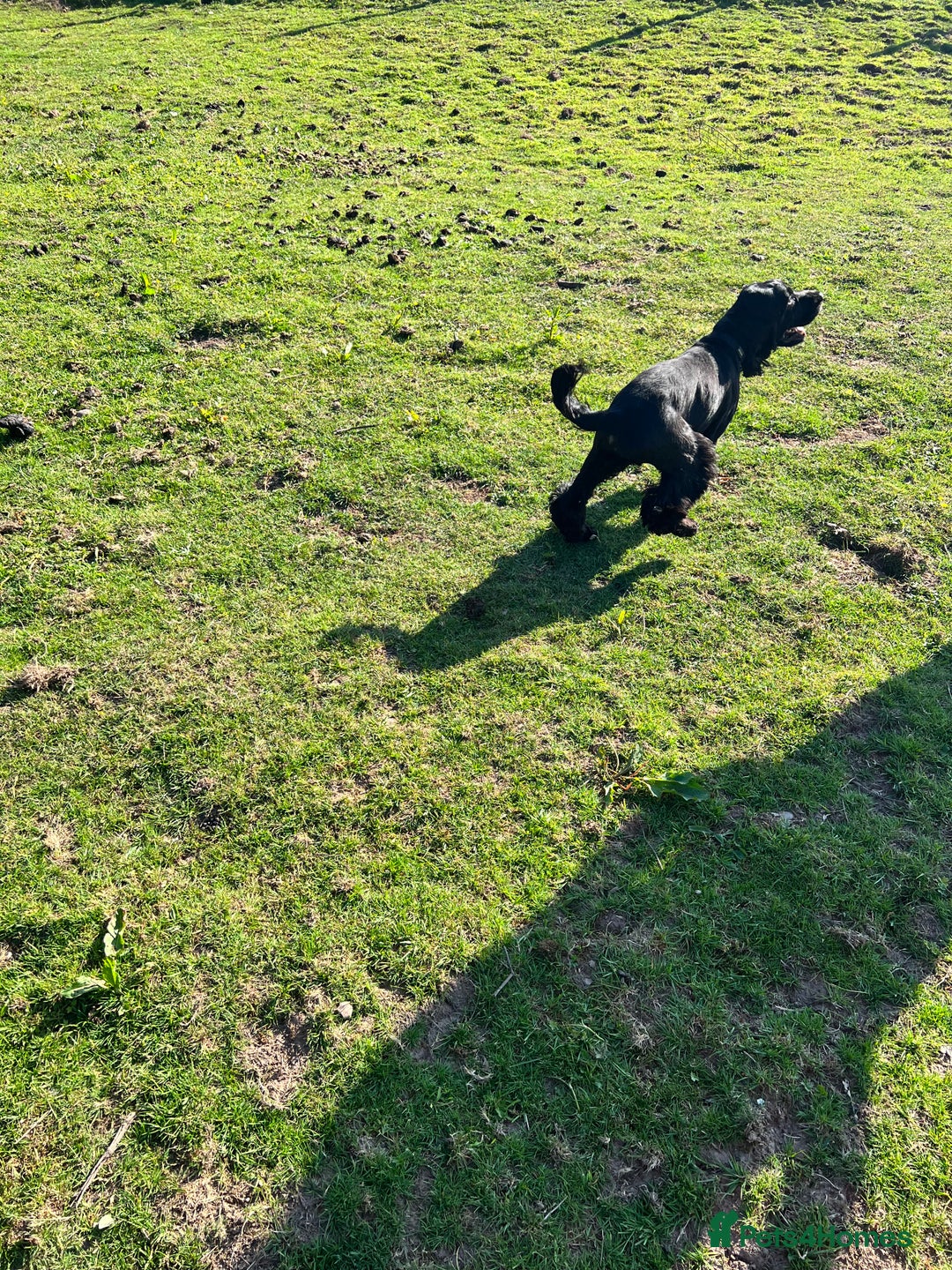 Cocker Spaniel dogs for sale: Adult kc reg show cocker spaniel  - Advert 3