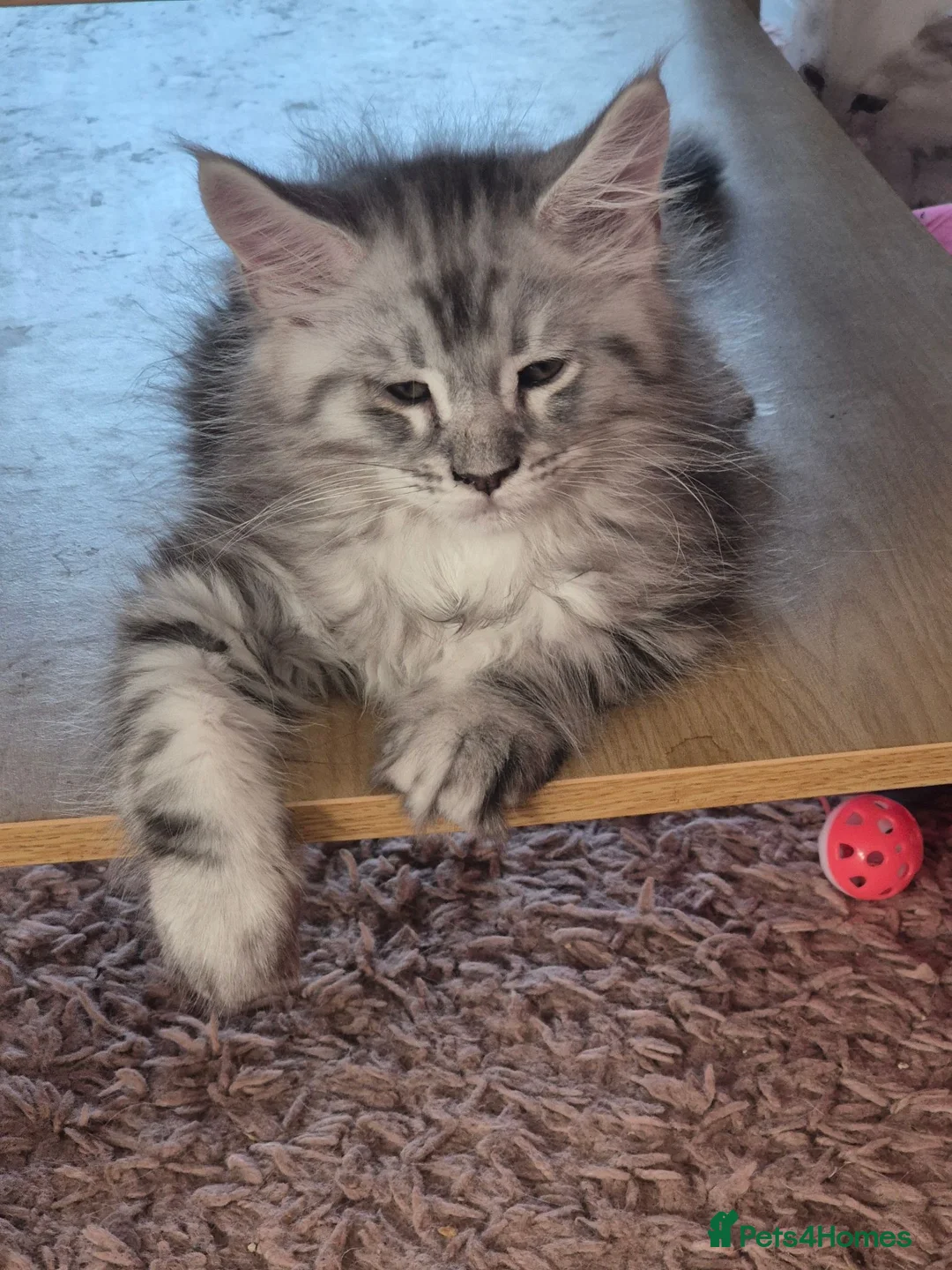 Maine Coon cats for sale: Amazing mainecoons. - Advert 2