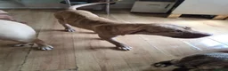 Presa Canario dogs for sale: Presa canario  - Advert 6