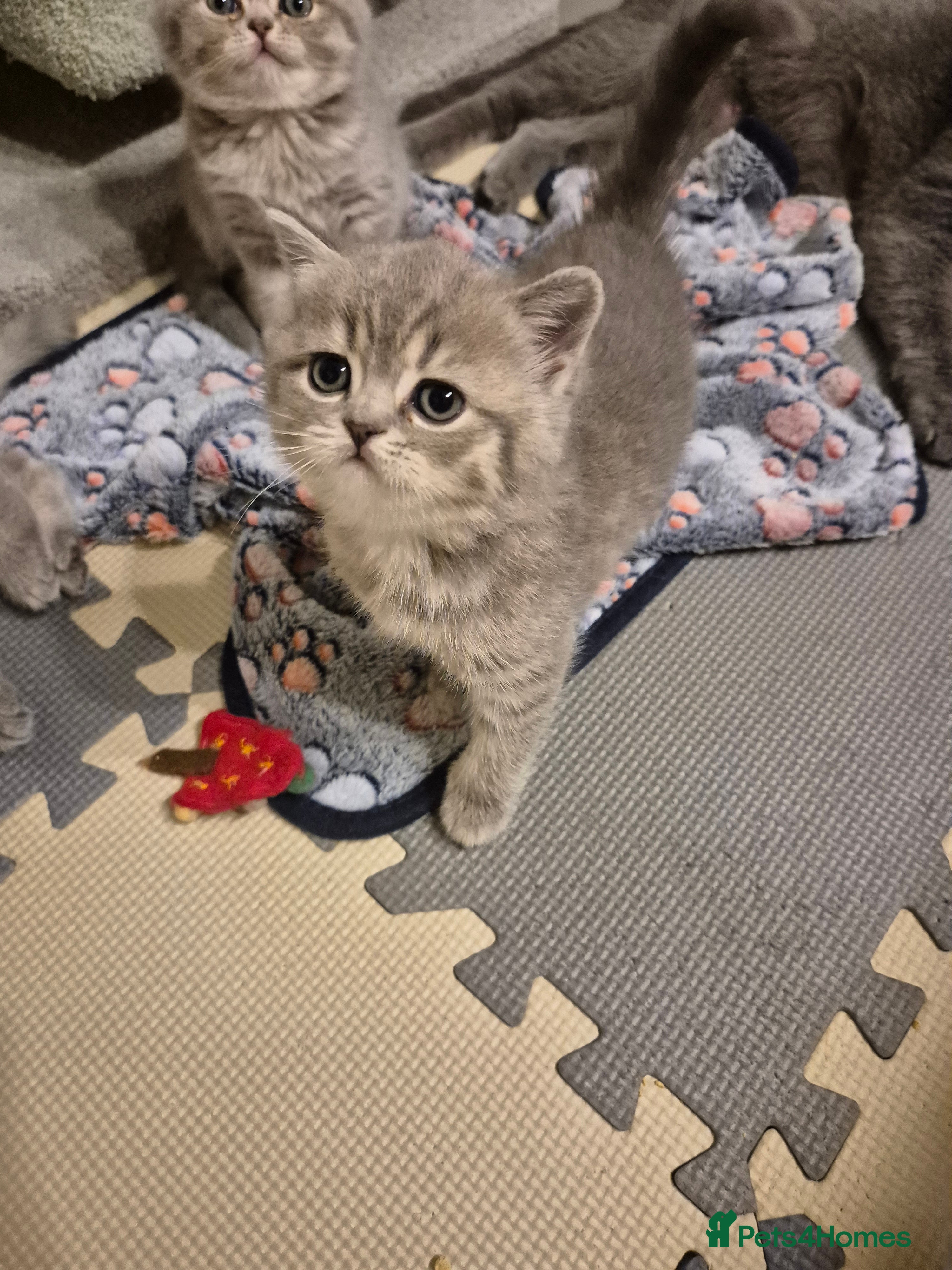 Scottish Fold cats Scottish Fold/Straight kittens  - Advert 1