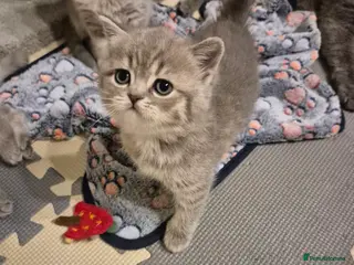 Scottish Fold cats Scottish Fold/Straight kittens - Advert 1