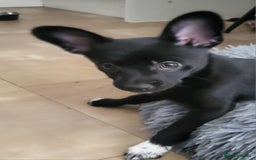 Mixed Breed dogs for sale: Amazing papillon cross  puppies. Ready to go. - Image 12