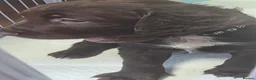 Sprocker dogs for sale: Sprocker spaniel puppies  - Advert 6