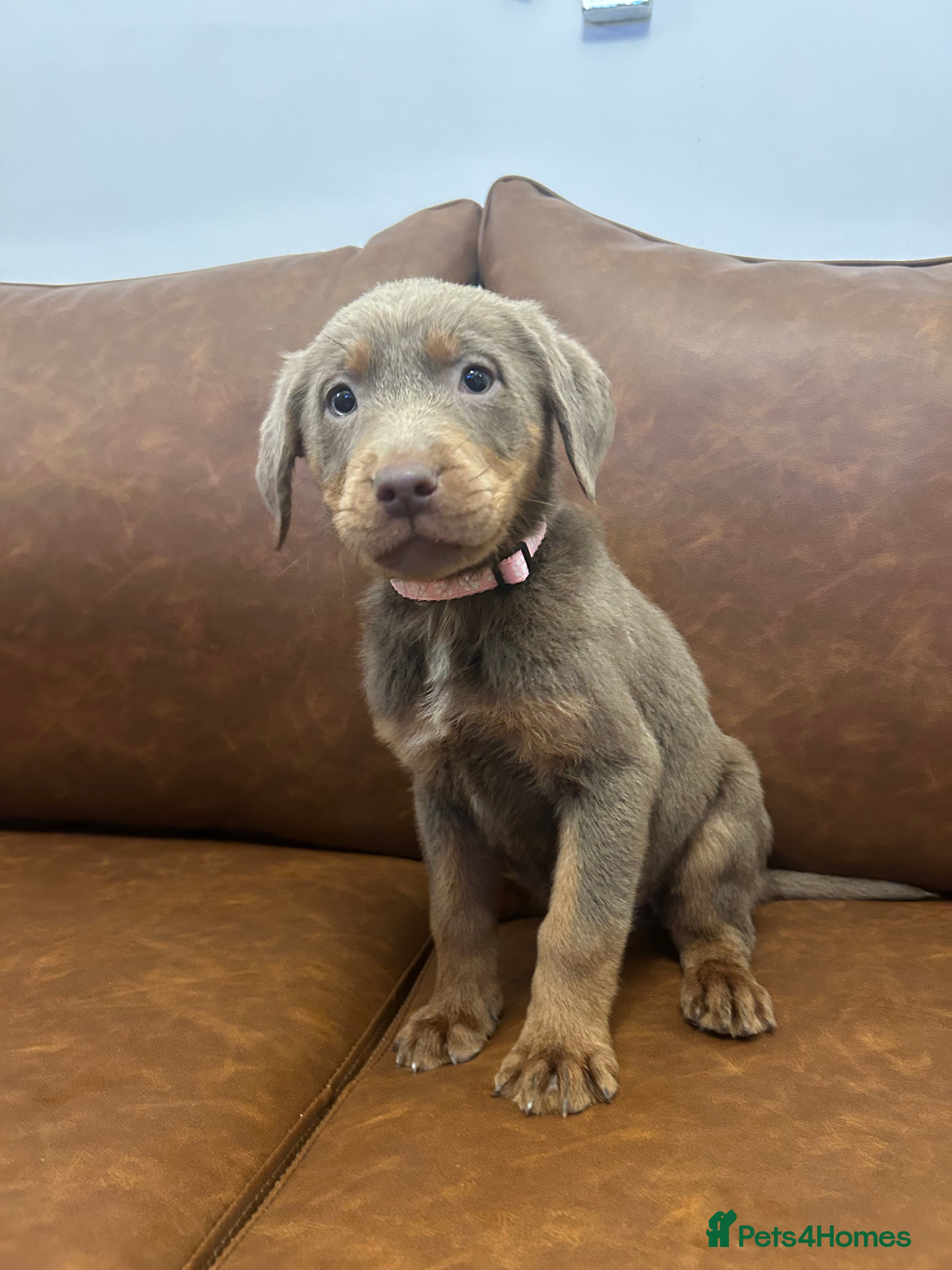 Labrador Retriever dogs Silver Labrador READY TO LEAVE - Advert 4