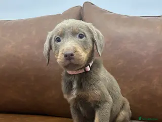 Labrador Retriever dogs Silver Labrador READY TO LEAVE - Advert 1