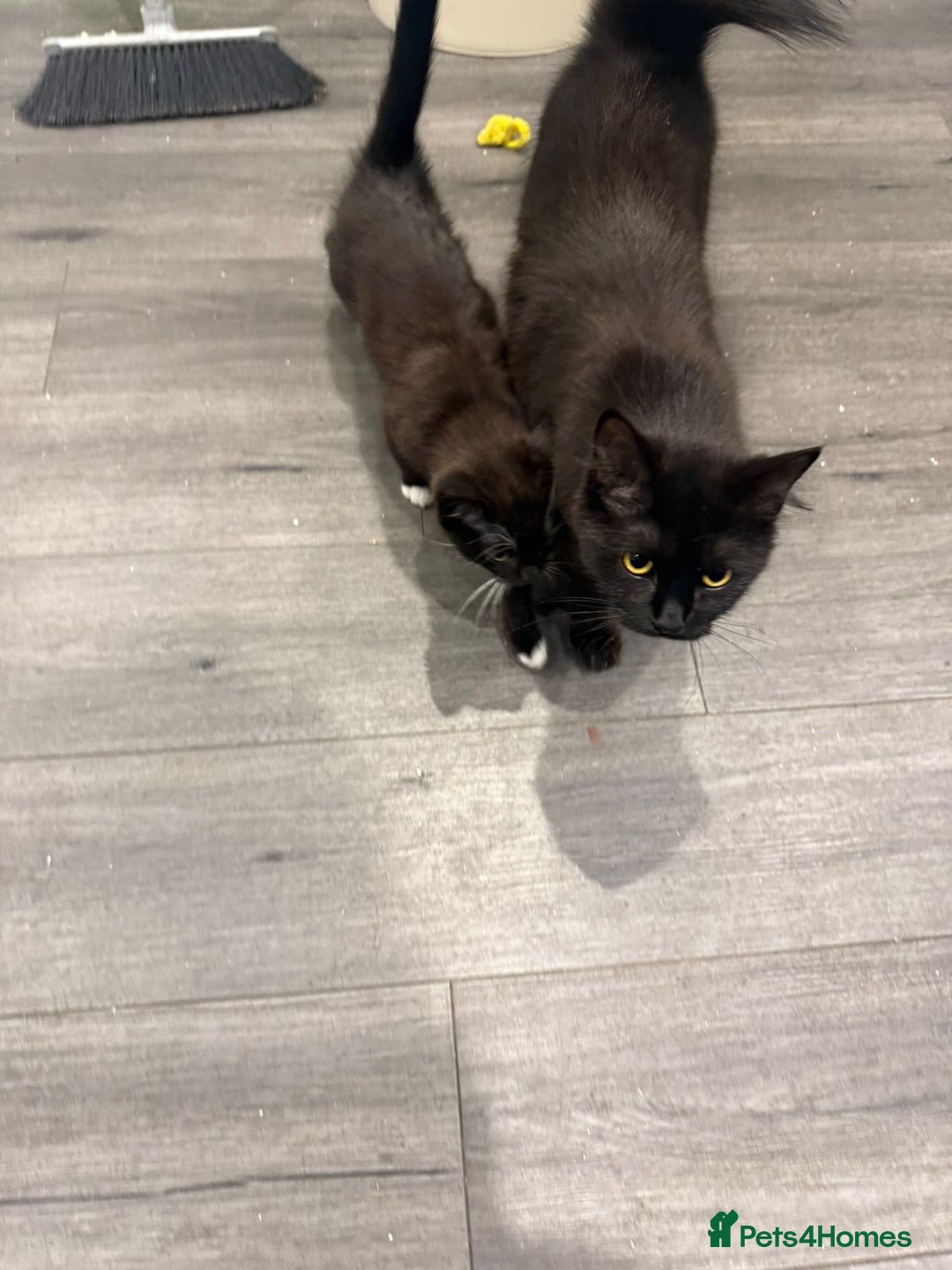 Domestic Shorthair cats for sale: Mother with kitten - Advert 2